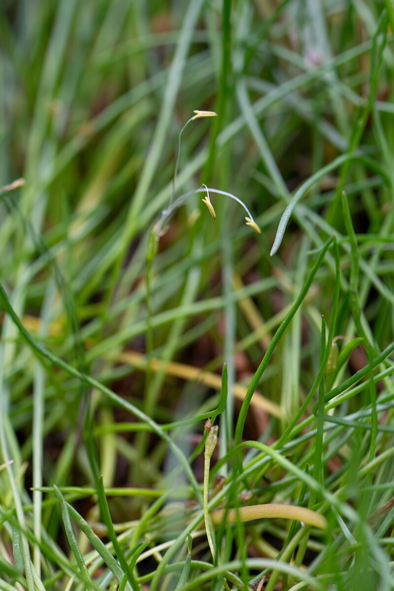 David Plant Photography - Wildlife Photography - Shoreweed - F.jpg - Shoreweed - Highland
