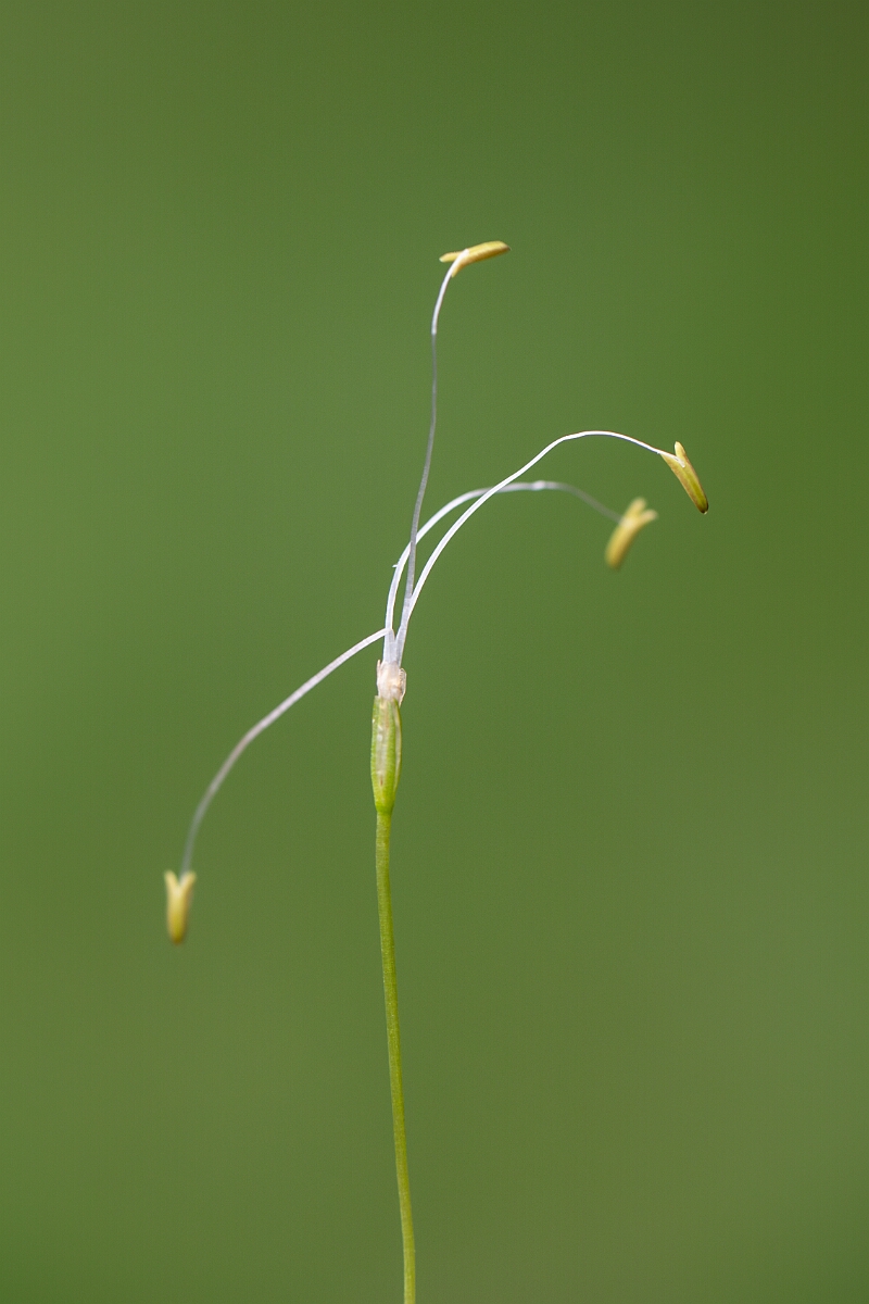 David Plant Photography - Wildlife Photography - Shoreweed - G.jpg - Shoreweed - Highland