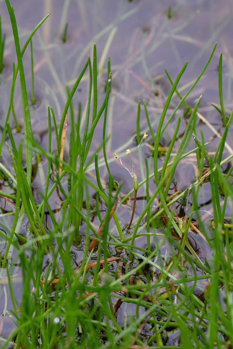 David Plant Photography - Wildlife Photography - Shoreweed - I.jpg - Shoreweed - Highland