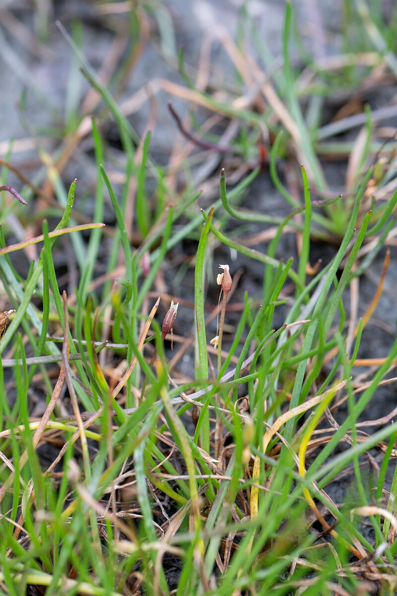 David Plant Photography - Wildlife Photography - Shoreweed - J.jpg - Shoreweed - Highland