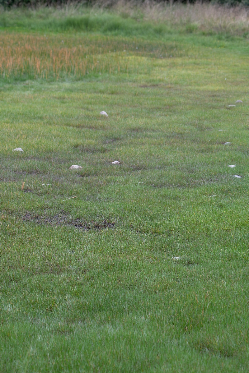 David Plant Photography - Wildlife Photography - Shoreweed - K.jpg - Shoreweed - Highland