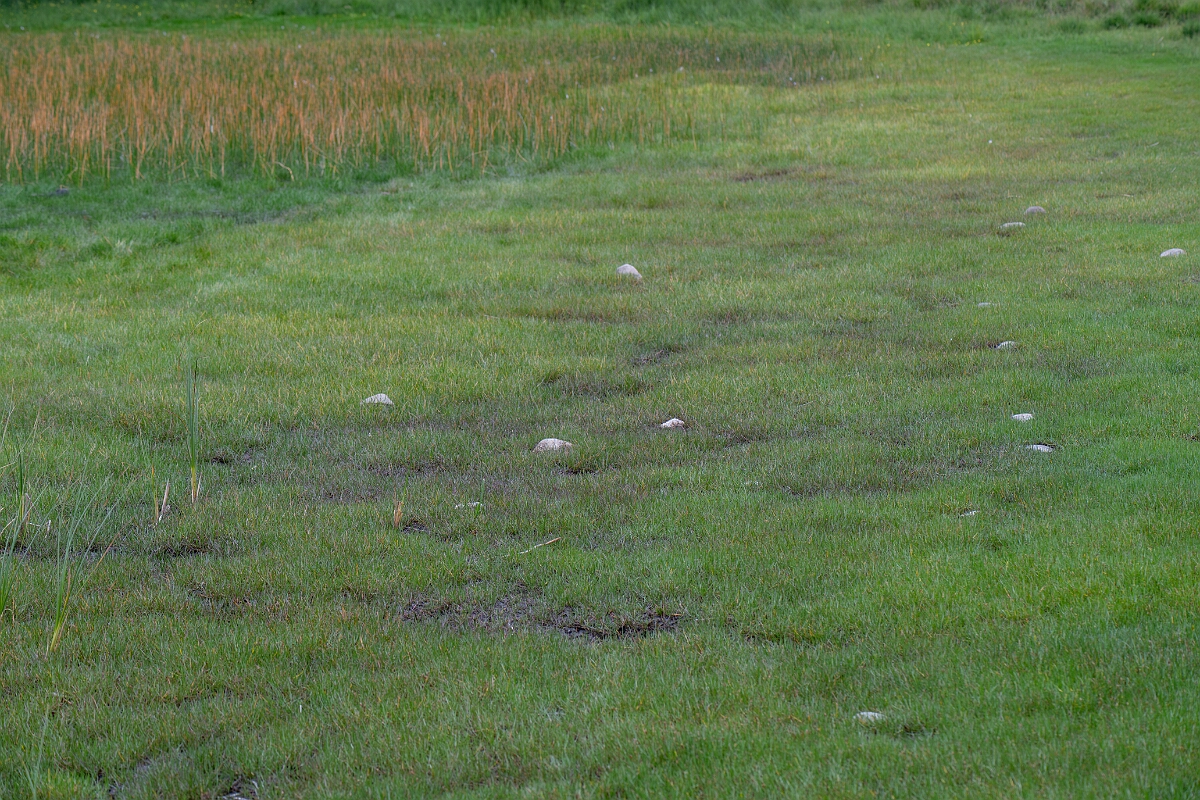 David Plant Photography - Wildlife Photography - Shoreweed - L.jpg - Shoreweed - Highland