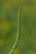 David Plant Photography - Wildlife Photography - Greater plantain - A