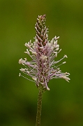 David Plant Photography - Wildlife Photography - Hoary plantain - A