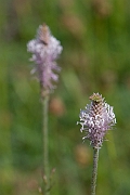 David Plant Photography - Wildlife Photography - Hoary plantain - C