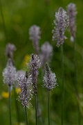 David Plant Photography - Wildlife Photography - Hoary plantain - F