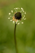 David Plant Photography - Wildlife Photography - Ribwort plantain - A