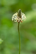 David Plant Photography - Wildlife Photography - Ribwort plantain - B