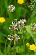 David Plant Photography - Wildlife Photography - Ribwort plantain - D
