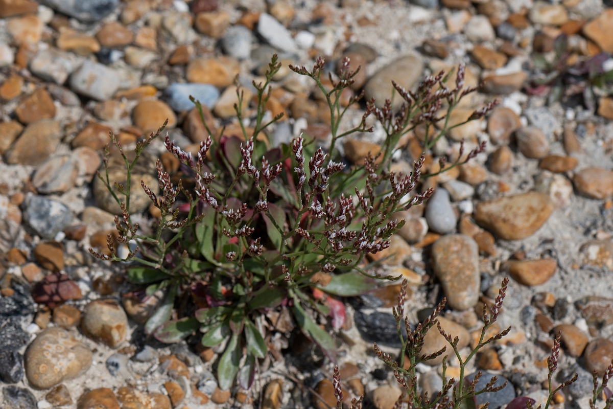 David Plant Photography - Wildlife Photography - Rock sea-lavender - A.JPG - Rock sea-lavender - Kent