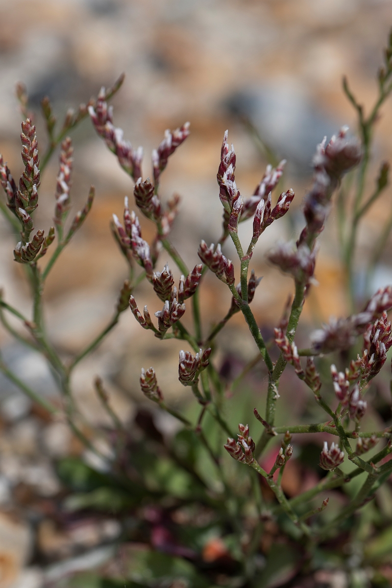 David Plant Photography - Wildlife Photography - Rock sea-lavender - B.JPG - Rock sea-lavender - Kent