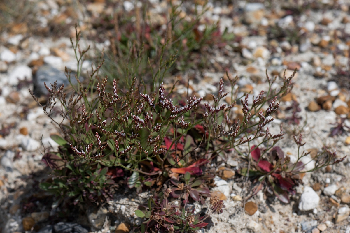 David Plant Photography - Wildlife Photography - Rock sea-lavender - C.JPG - Rock sea-lavender - Kent