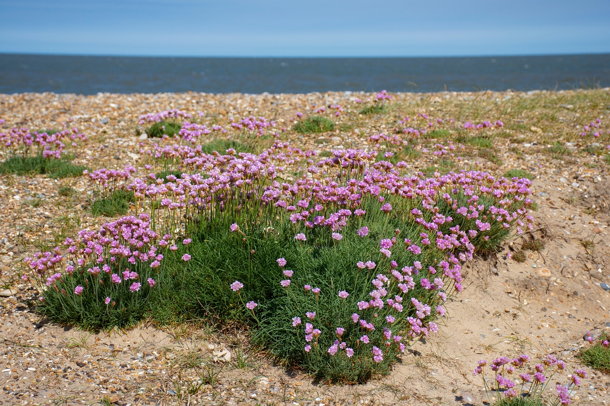 David Plant Photography - Wildlife Photography - Thrift - B.JPG - Thrift - Suffolk