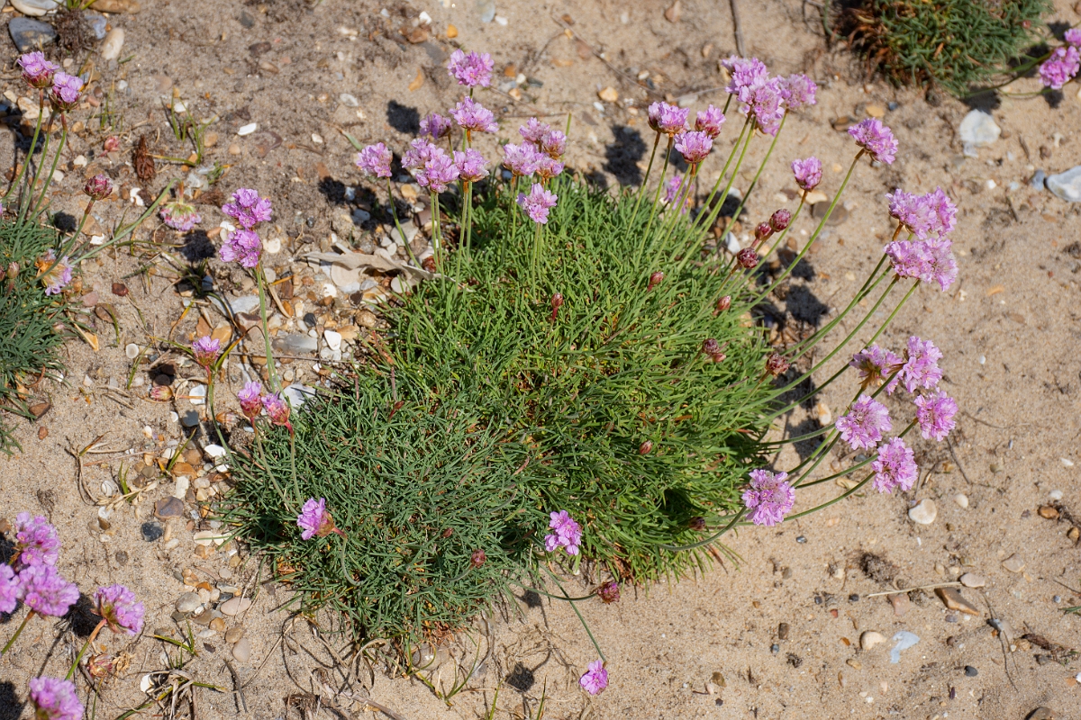 David Plant Photography - Wildlife Photography - Thrift - C.JPG - Thrift - Suffolk