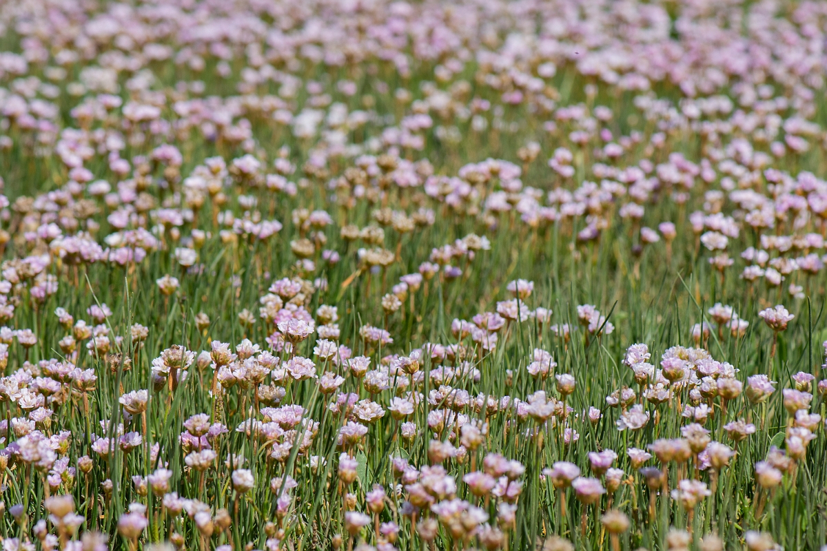 David Plant Photography - Wildlife Photography - Thrift - E.JPG - Thrift - Essex