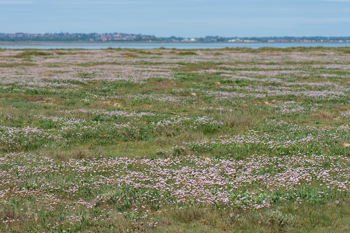 David Plant Photography - Wildlife Photography - Thrift - G.JPG - Thrift - Essex