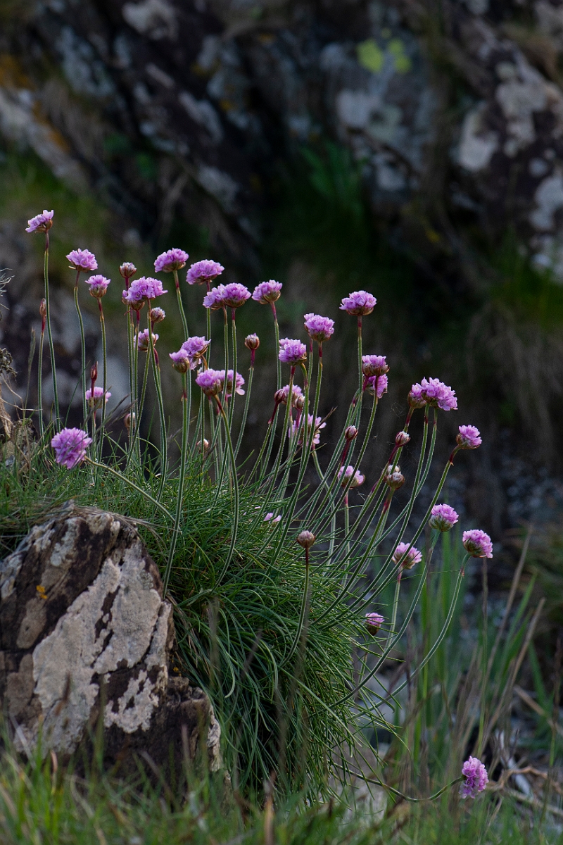 David Plant Photography - Wildlife Photography - Thrift - H.JPG - Thrift - Dumfries and Galloway
