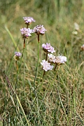 David Plant Photography - Wildlife Photography - Thrift - D