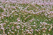 David Plant Photography - Wildlife Photography - Thrift - E