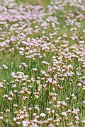 David Plant Photography - Wildlife Photography - Thrift - F