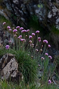 David Plant Photography - Wildlife Photography - Thrift - H