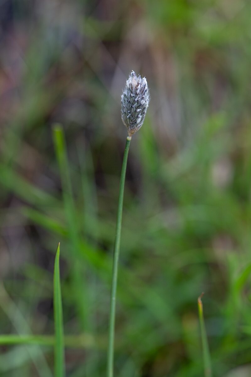 David Plant Photography - Wildlife Photography - Alpine foxtail - B.jpg - Alpine foxtail - Cairngorms