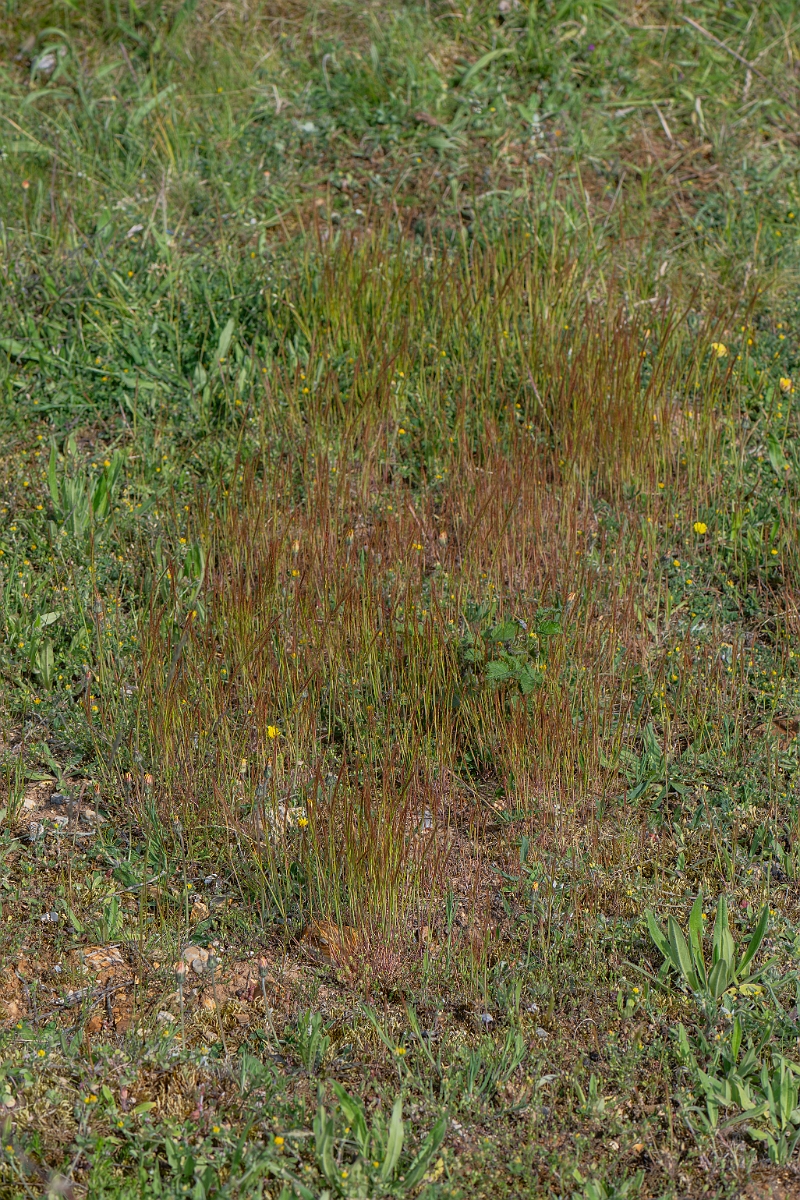 David Plant Photography - Wildlife Photography - Bearded fescue - B.jpg - Bearded fescue - Norfolk