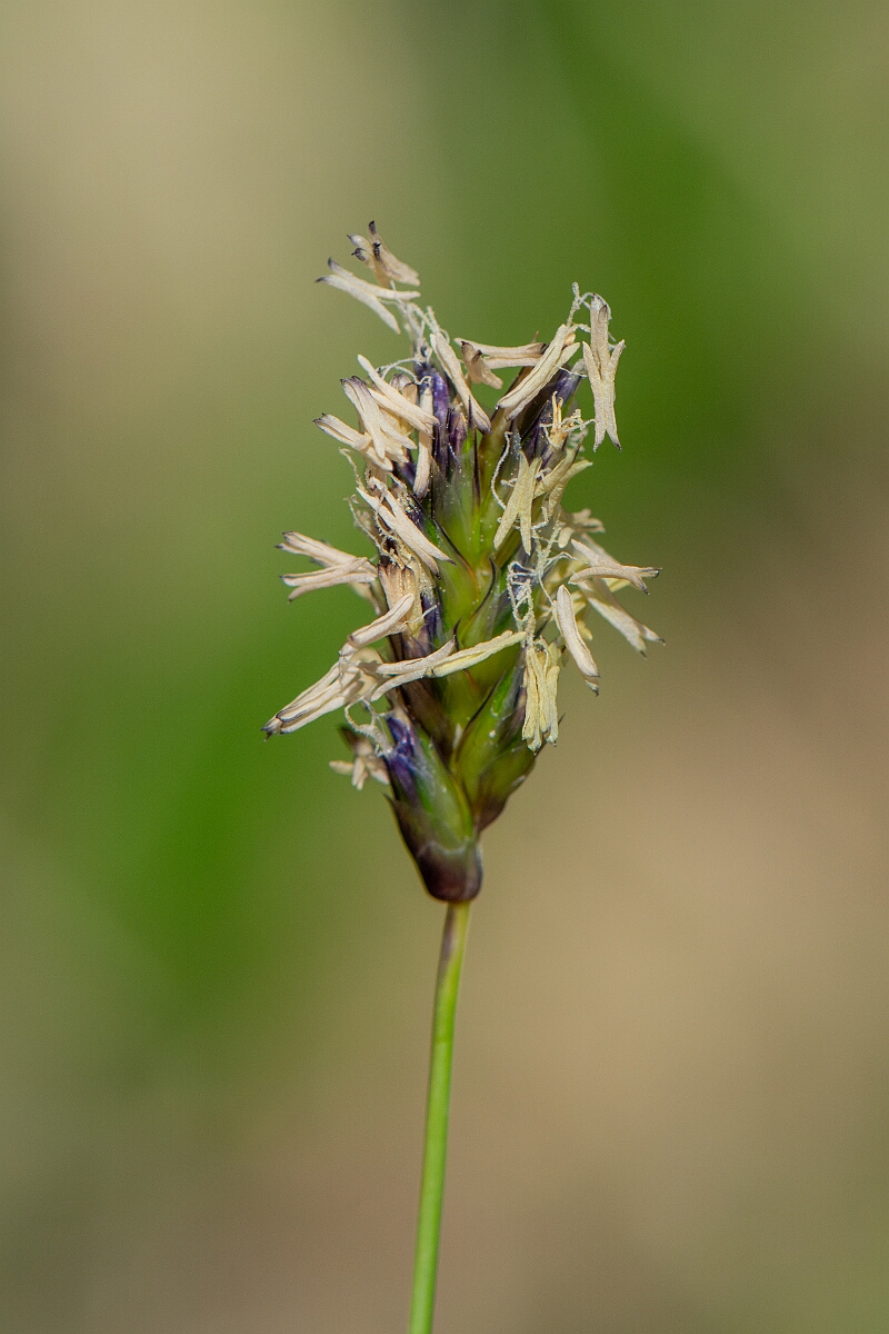 David Plant Photography - Wildlife Photography - Blue moor-grass - A.jpg - Blue moor-grass - Perthshire