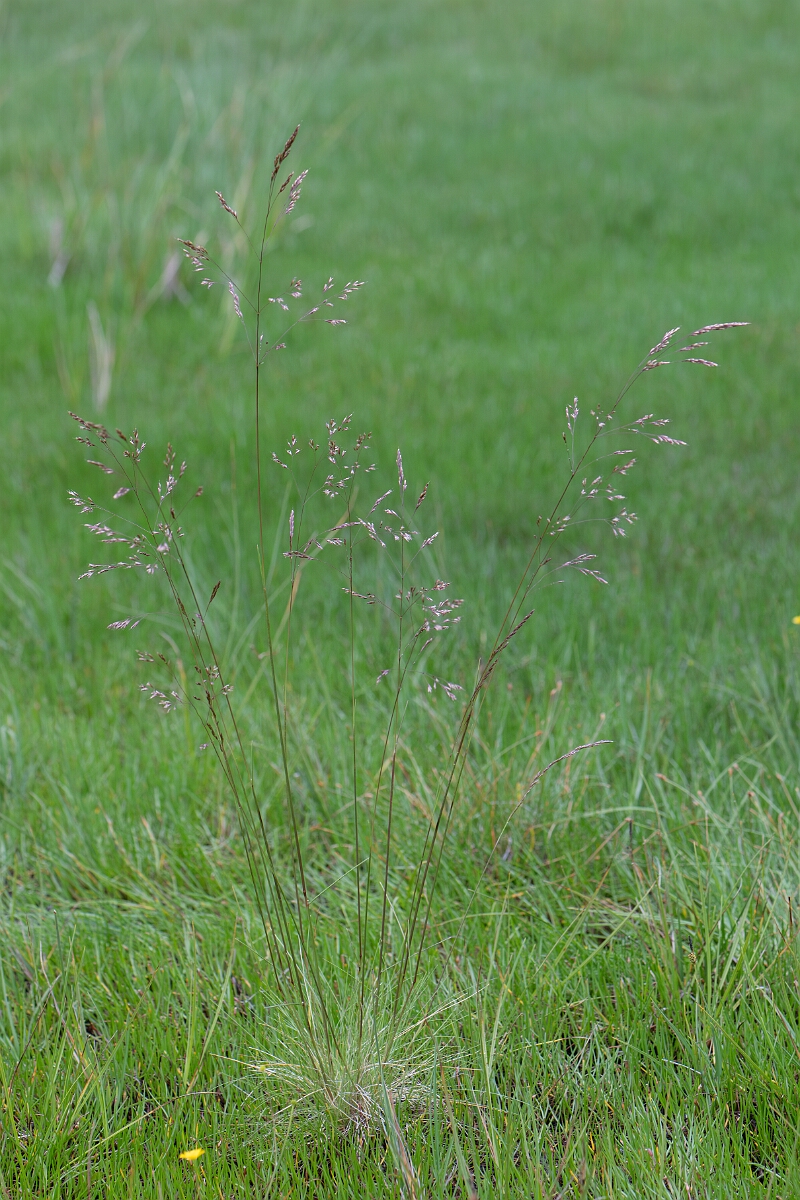 David Plant Photography - Wildlife Photography - Bog hair-grass - A.jpg - Bog hair-grass, plant - Highland