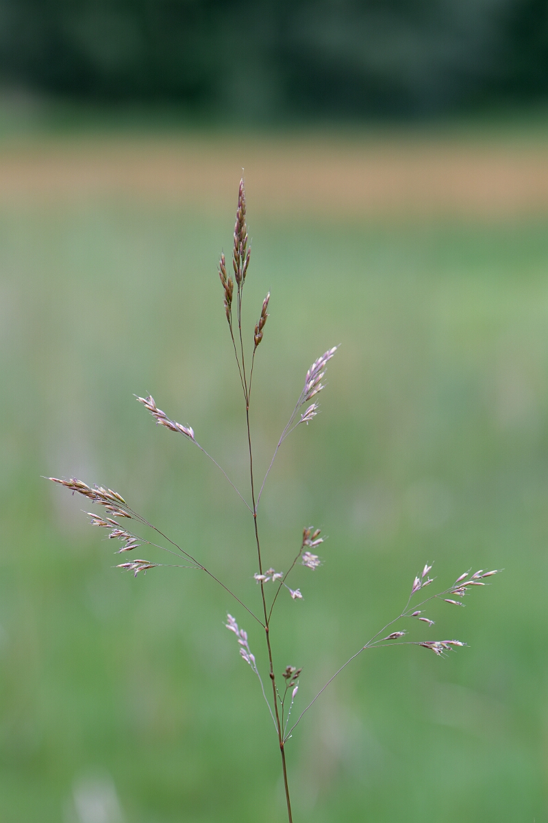 David Plant Photography - Wildlife Photography - Bog hair-grass - B.jpg - Bog hair-grass, panicle - Highland