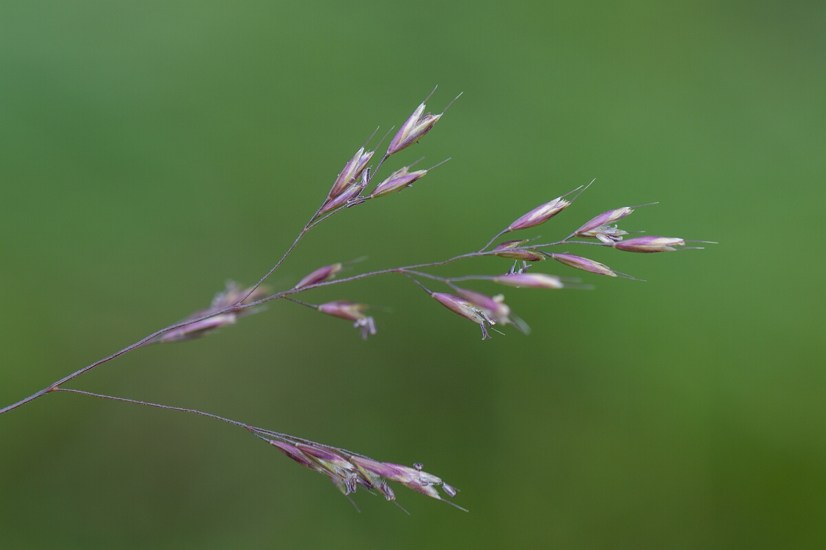 David Plant Photography - Wildlife Photography - Bog hair-grass - C.jpg - Bog hair-grass, spikelets - Highland