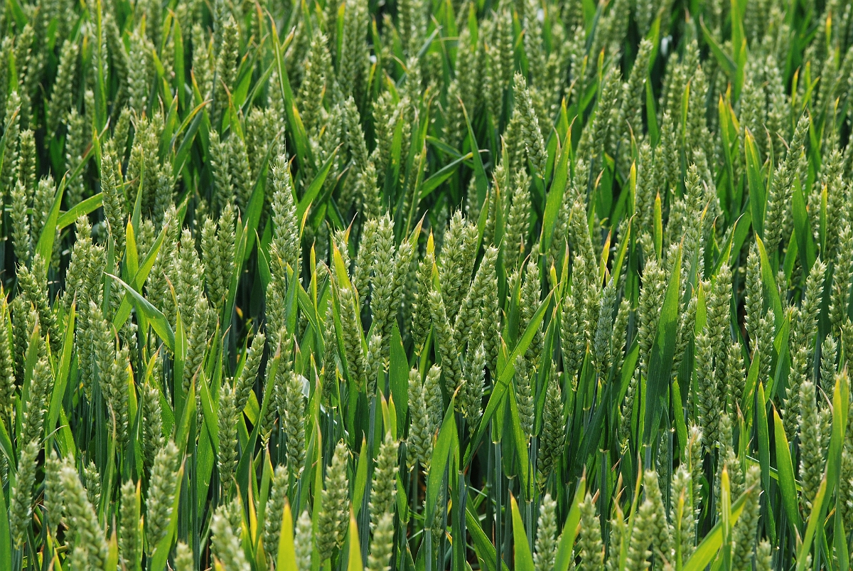David Plant Photography - Wildlife Photography - Bread wheat - A.JPG - Bread wheat - Gloucestershire