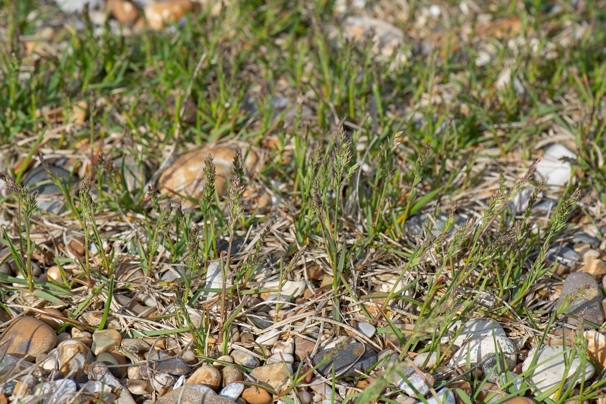 David Plant Photography - Wildlife Photography - Bulbous meadow-grass - A.JPG - Bulbous meadow-grass - Suffolk