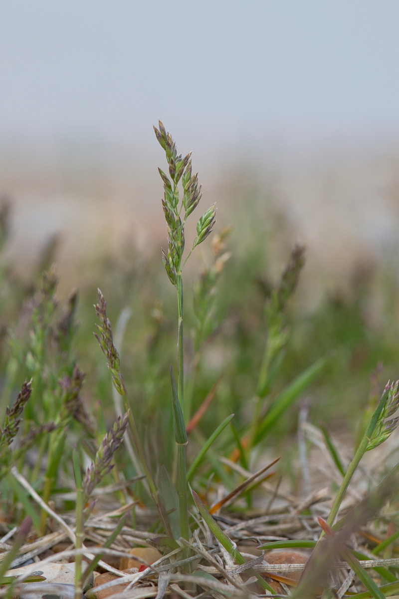 David Plant Photography - Wildlife Photography - Bulbous meadow-grass - B.JPG - Bulbous meadow-grass panicle - Suffolk
