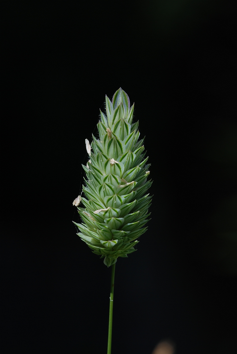 David Plant Photography - Wildlife Photography - Canary grass - B.JPG - Canary grass panicle - Gloucestershire