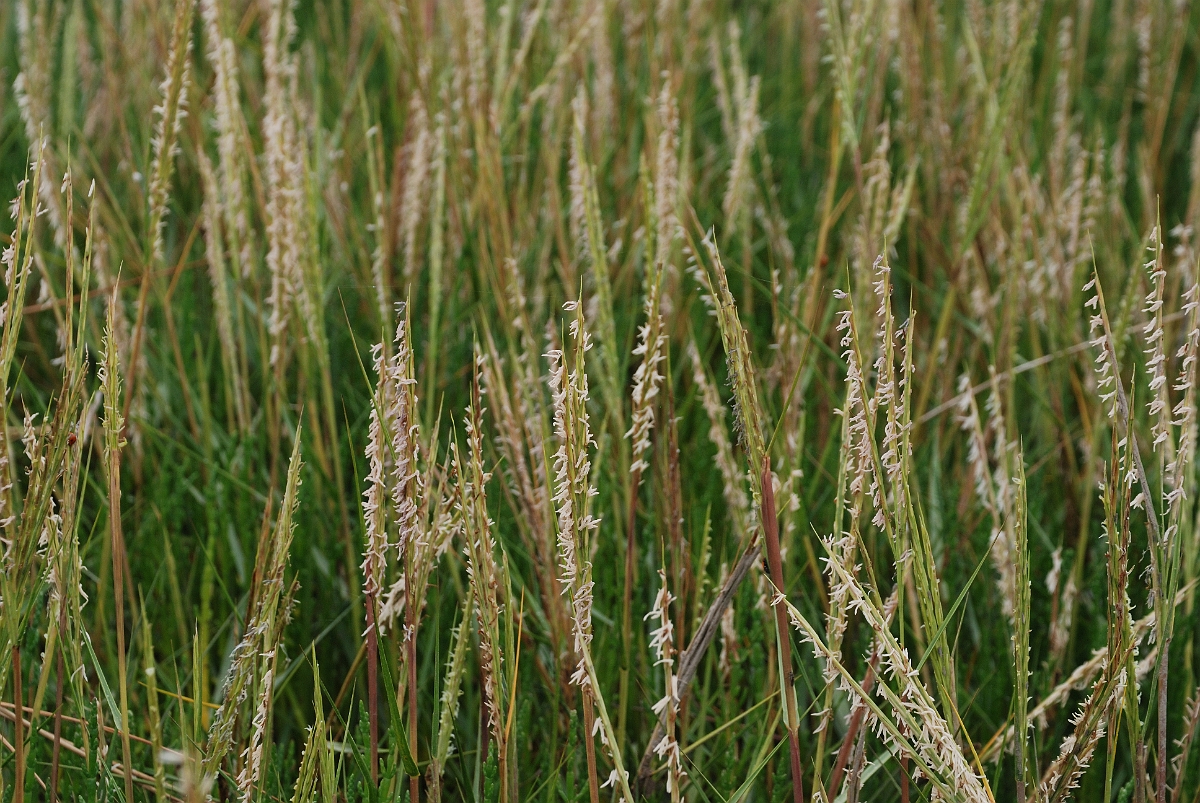 David Plant Photography - Wildlife Photography - Common cord-grass - B.jpg - Common cord-grass - Kent
