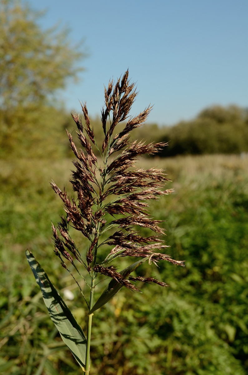 David Plant Photography - Wildlife Photography - Common reed - A.jpg - Common reed - Cambridgeshire