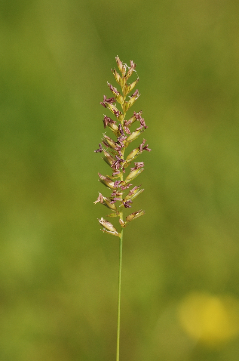 David Plant Photography - Wildlife Photography - Crested dogstail - A.jpg - Crested dogstail panicle - Gloucestershire