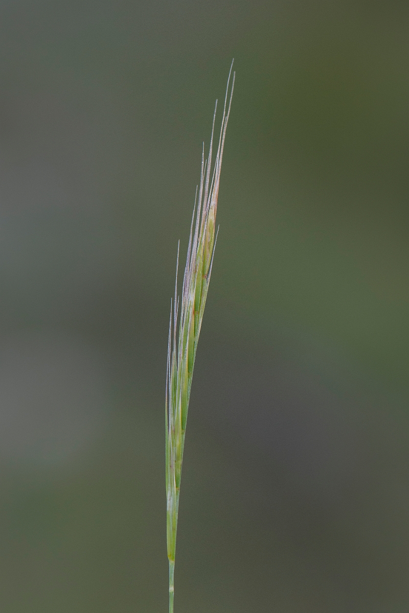 David Plant Photography - Wildlife Photography - Dune fescue - B.JPG - Dune fescue - Bridgend