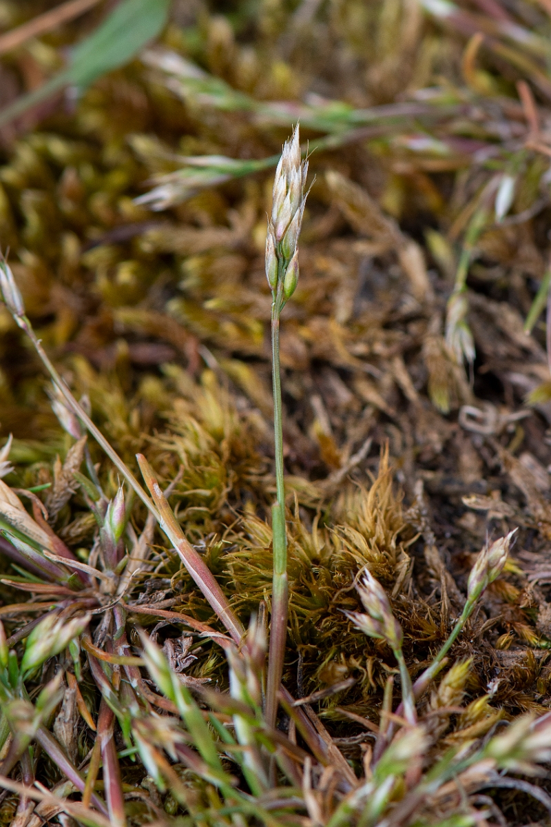 David Plant Photography - Wildlife Photography - Early hair-grass - A.JPG - Early hair-grass, panicle - Suffolk