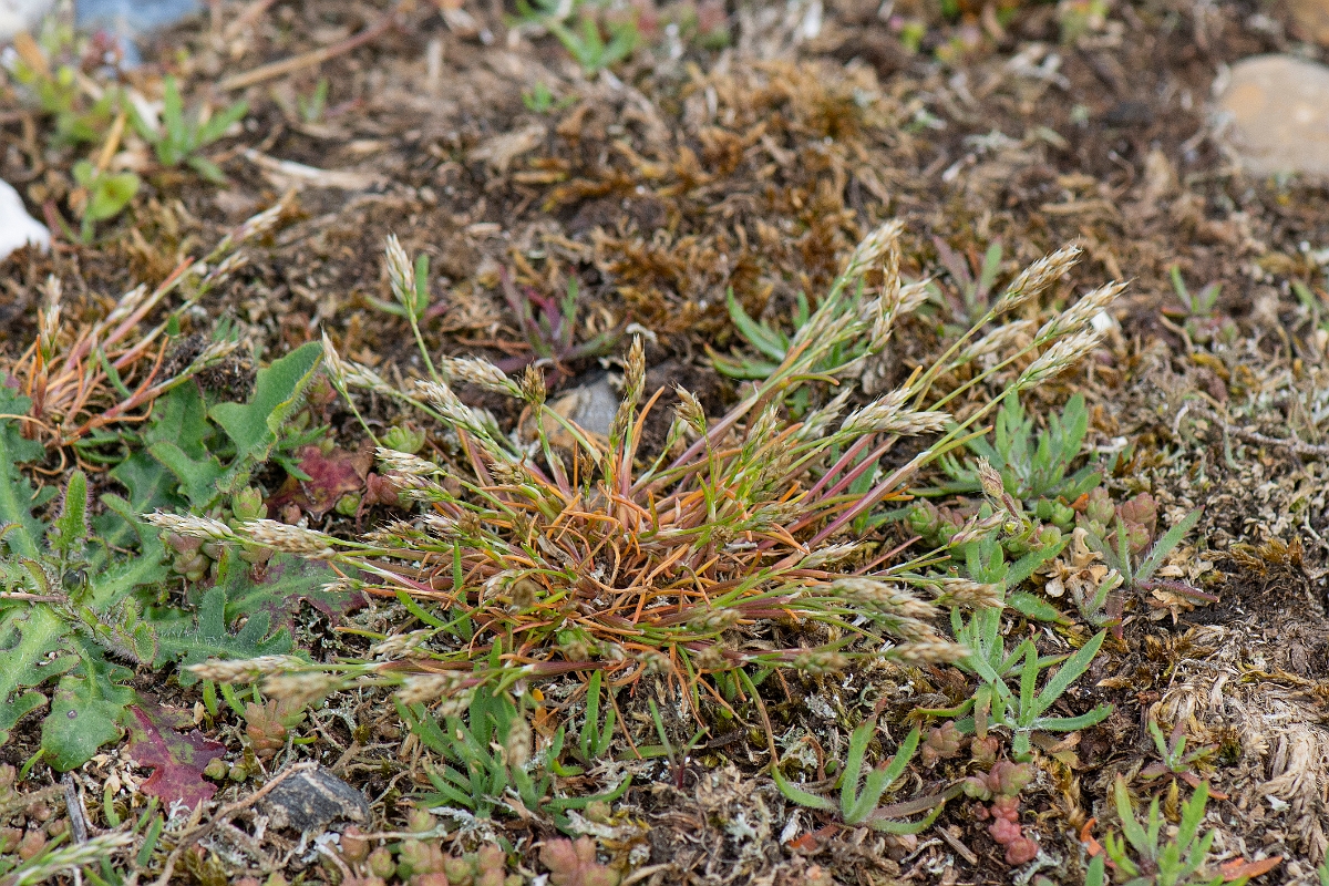 David Plant Photography - Wildlife Photography - Early hair-grass - B.JPG - Early hair-grass, plant - Suffolk