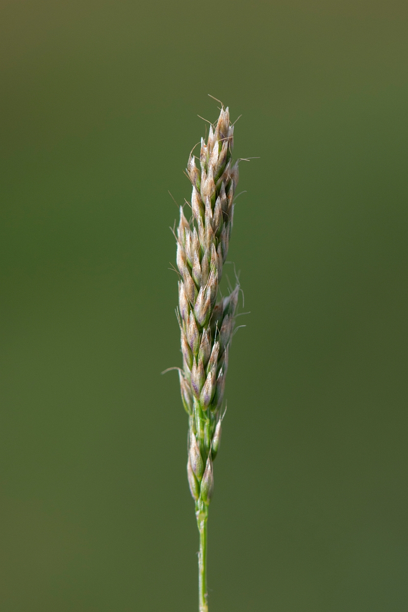 David Plant Photography - Wildlife Photography - Early hair-grass - C.JPG - Early hair-grass, panicle - Suffolk