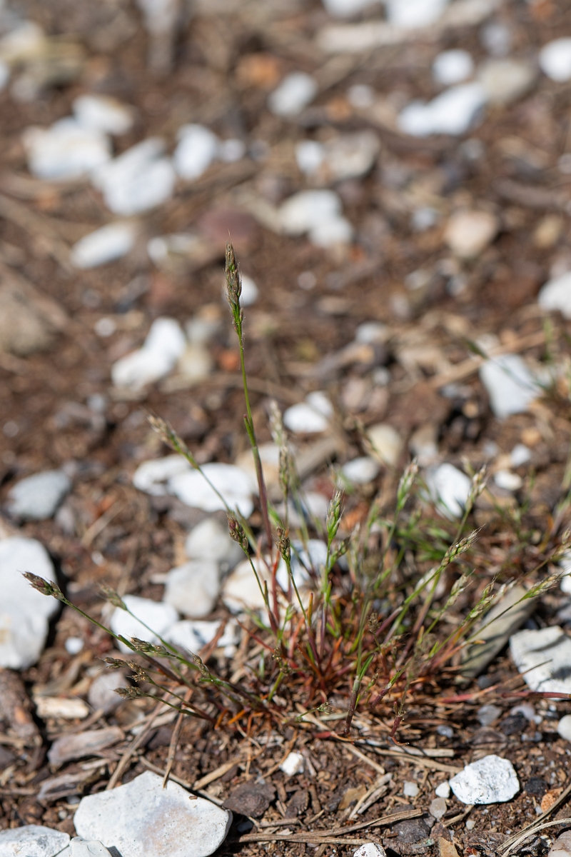 David Plant Photography - Wildlife Photography - Early hair-grass - E.jpg - Early hair-grass - Hampshire