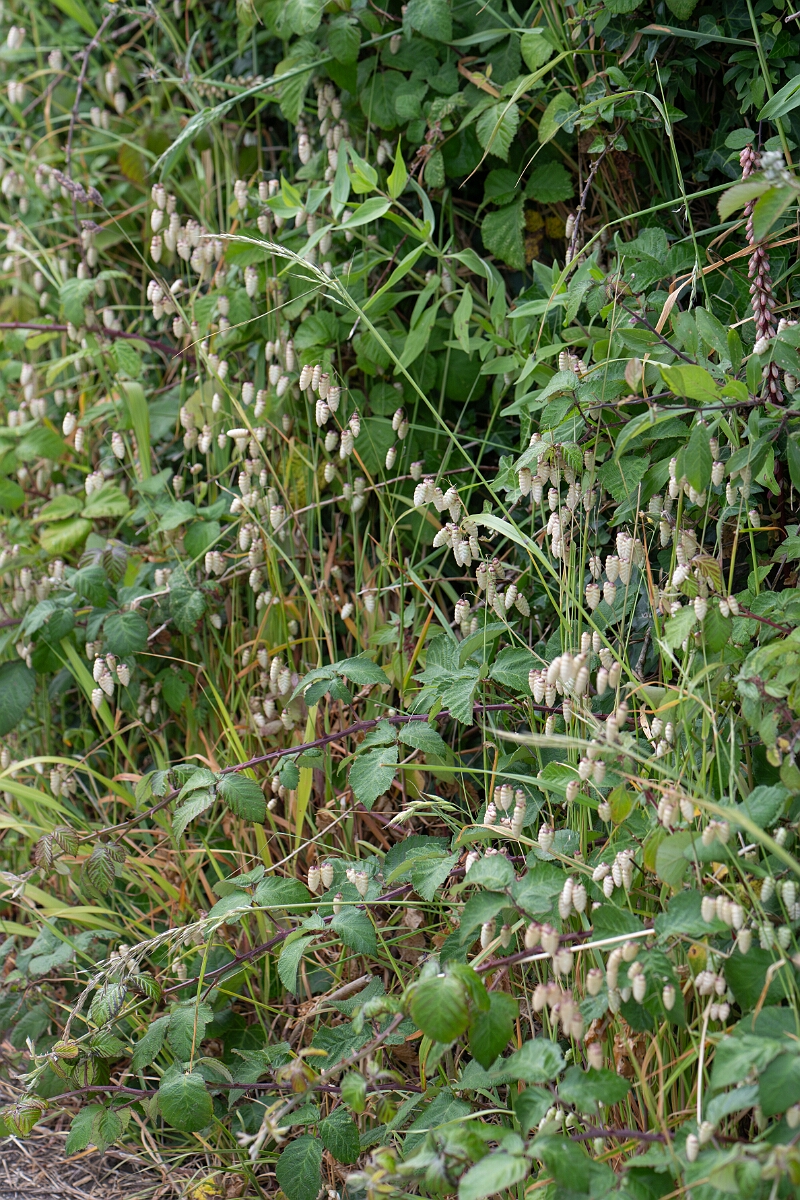 David Plant Photography - Wildlife Photography - Greater quaking-grass - A.jpg - Greater quaking-grass - Cornwall