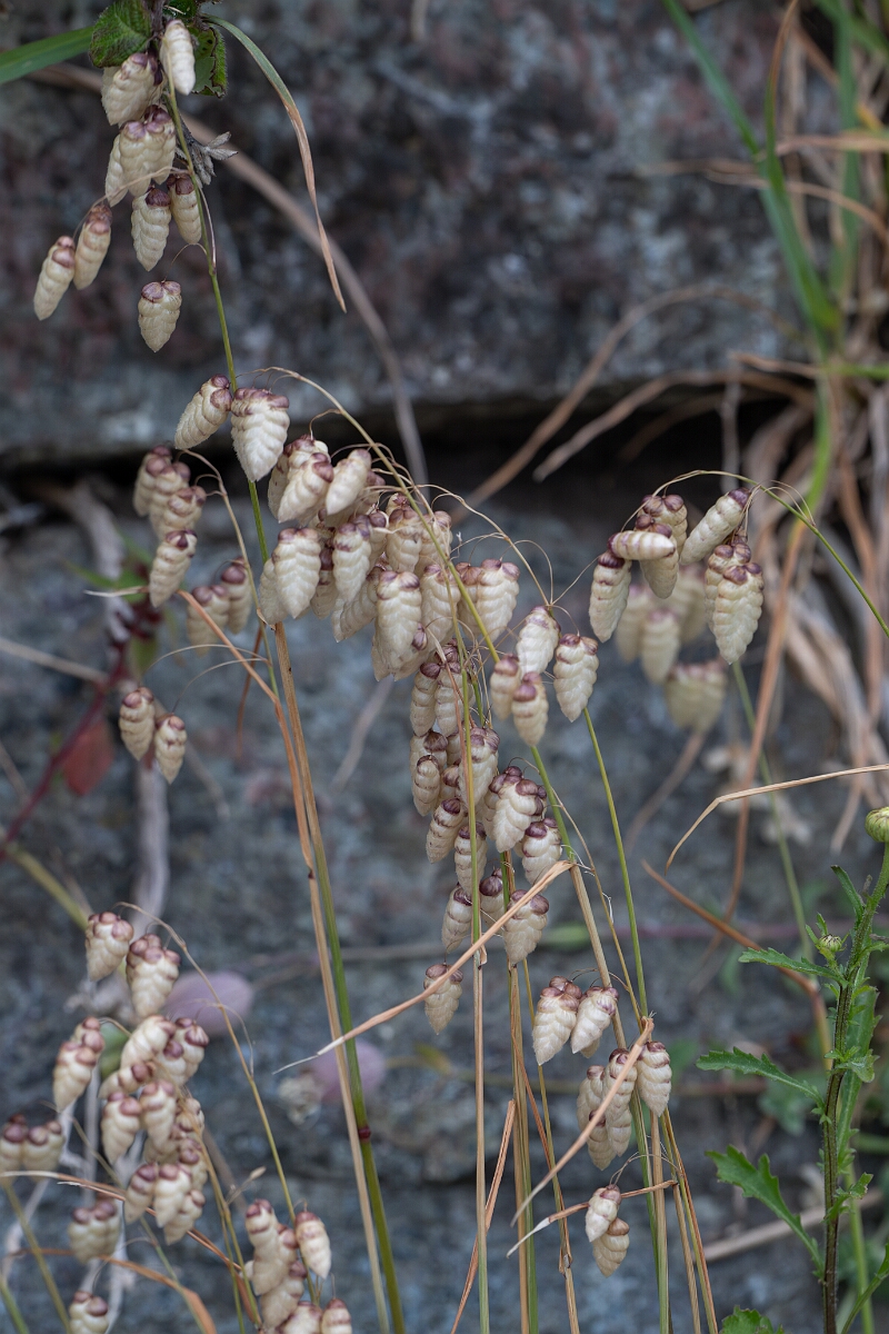 David Plant Photography - Wildlife Photography - Greater quaking-grass - B.jpg - Greater quaking-grass - Cornwall