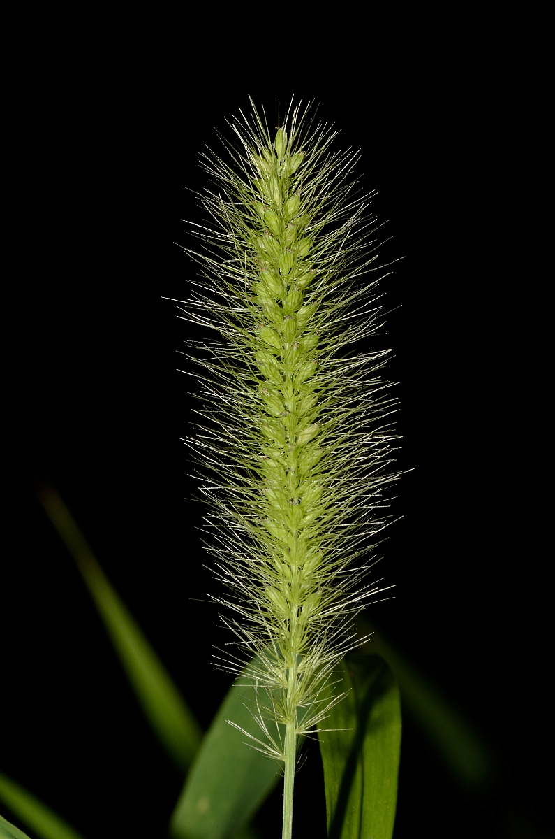David Plant Photography - Wildlife Photography - Green bristle-grass - A.jpg - Green bristle-grass panicle - Hertfordshire