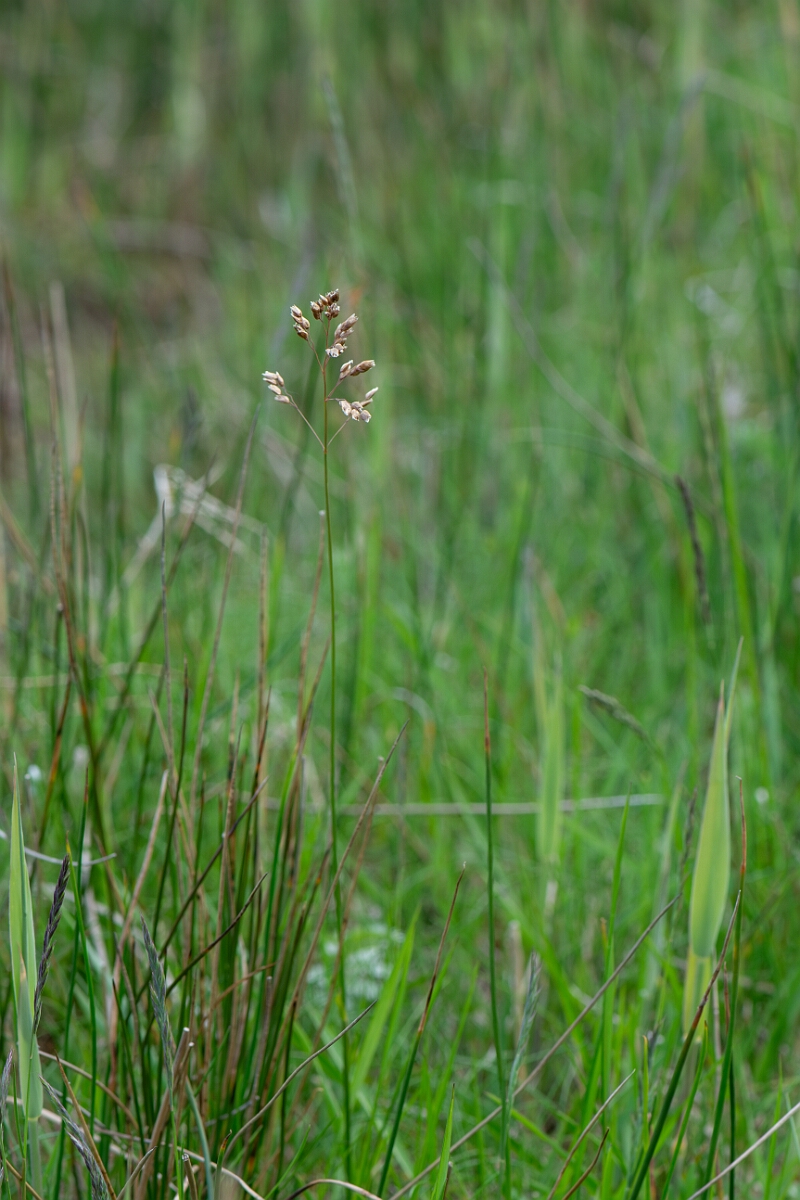 David Plant Photography - Wildlife Photography - Holy grass - A.jpg - Holy grass - Dumfries and Galloway