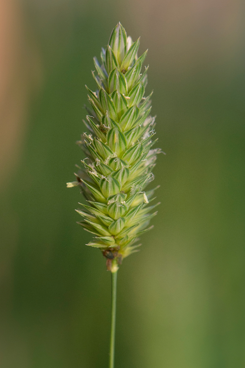 David Plant Photography - Wildlife Photography - Lesser canary-grass - A.JPG - Lesser canary-grass - Cambridgeshire