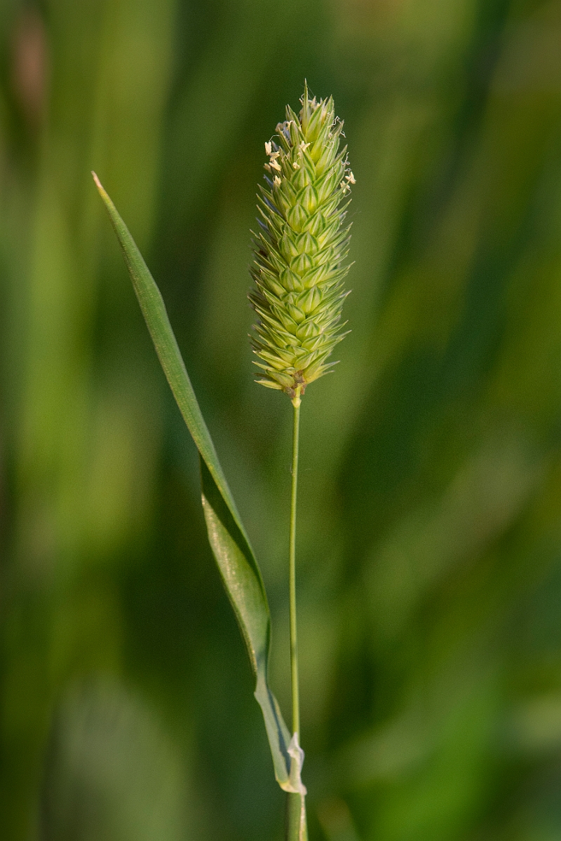 David Plant Photography - Wildlife Photography - Lesser canary-grass - B.JPG - Lesser canary-grass - Cambridgeshire
