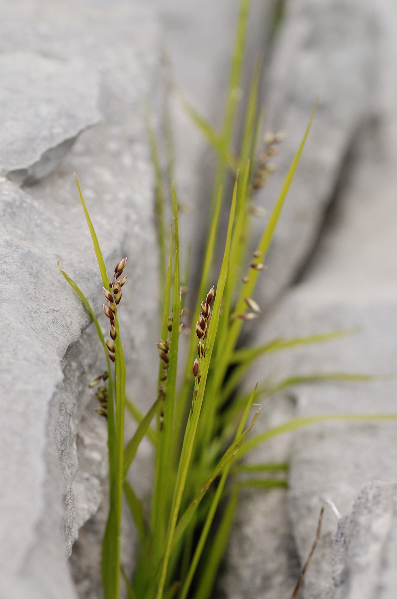 David Plant Photography - Wildlife Photography - Mountain melick - B.jpg - Mountain melick plants - Powys